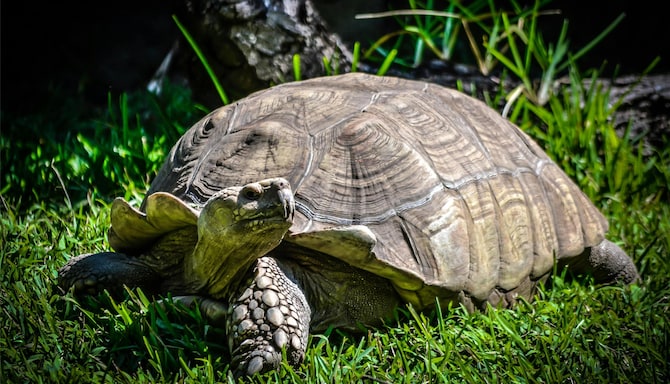 Radisson Blu Gautrain Hotel, Sandton Johannesburg - Local Attraction