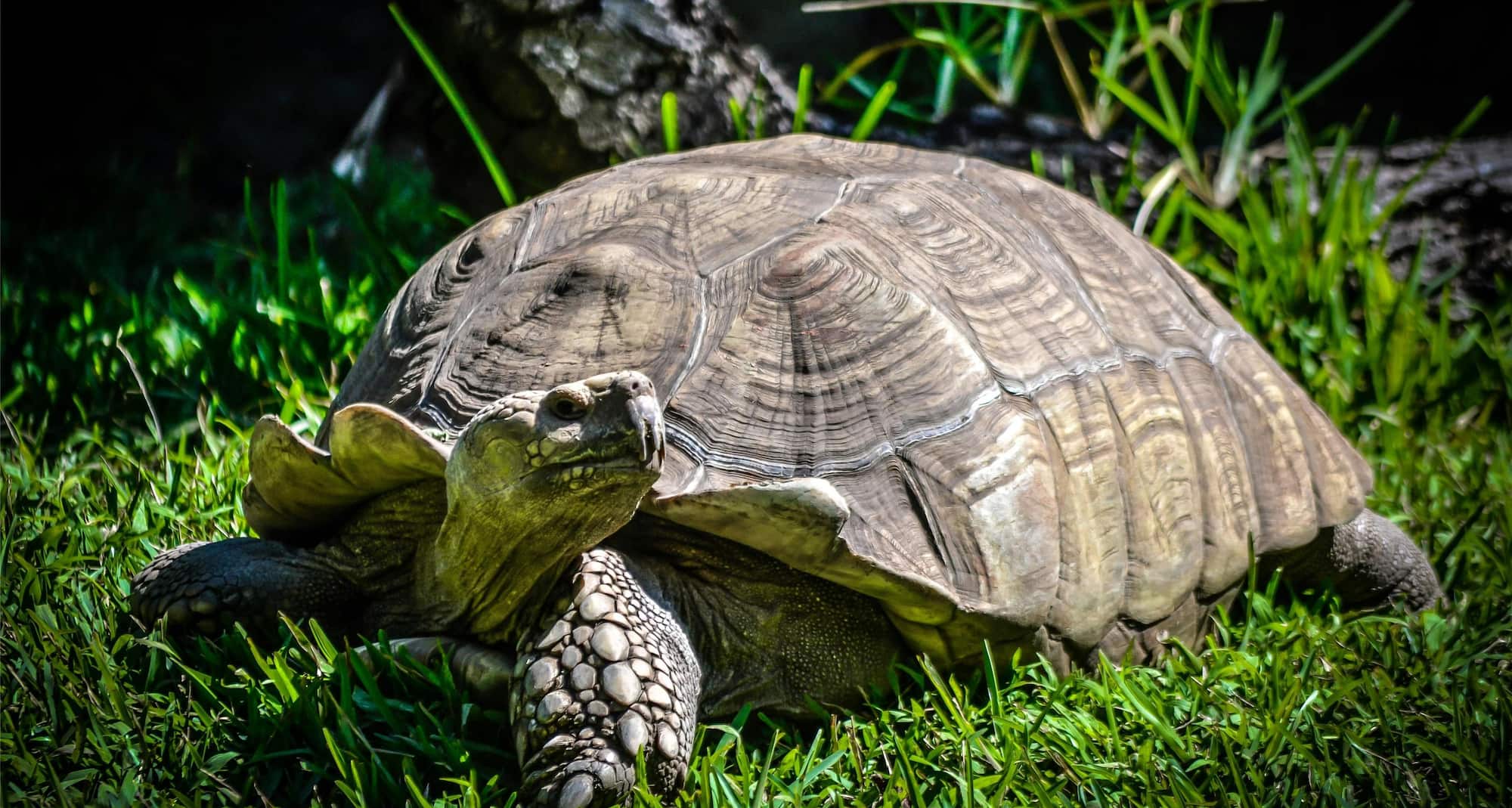 Radisson Blu Gautrain Hotel, Sandton Johannesburg - Local Attraction