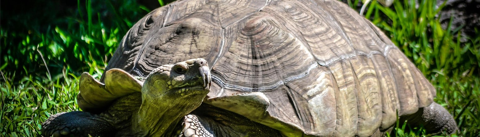 Radisson Blu Gautrain Hotel, Sandton Johannesburg - Local Attraction