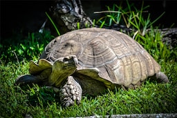 Radisson Blu Gautrain Hotel, Sandton Johannesburg - Local Attraction