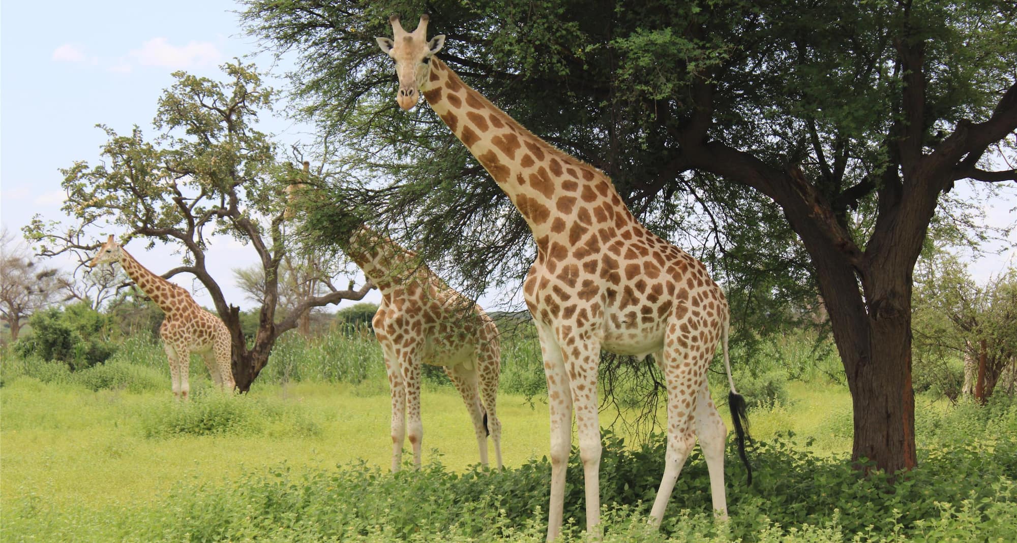 Radisson Blu Hotel and Conference Center, Niamey - Giraffe