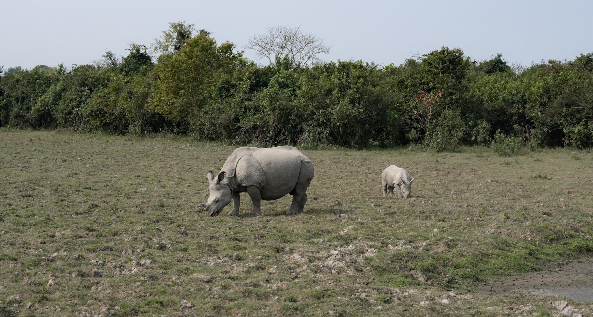Beautiful fauna showcasing nature’s diversity, strength, and timeless wild charm