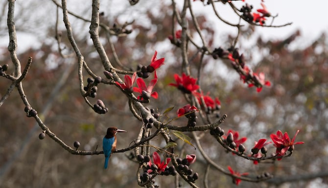 Kaziranga’s lush flora thrives gracefully, showcasing nature’s gentle green wonders