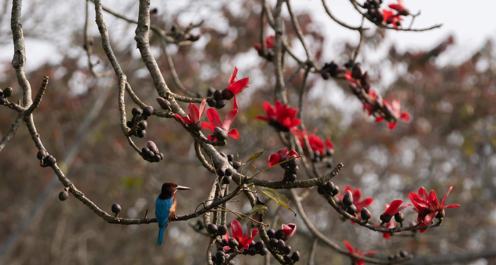 Kaziranga’s lush flora thrives gracefully, showcasing nature’s gentle green wonders