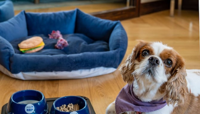 Radisson Blu Hotel, Istanbul Pera - Pet Friendly