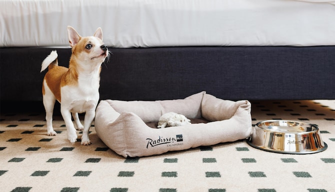 Radisson Blu Hotel, Kaliningrad - Rad pets