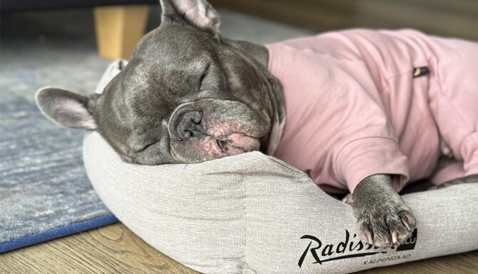 Radisson Blu Hotel, Kaliningrad - Rad pets