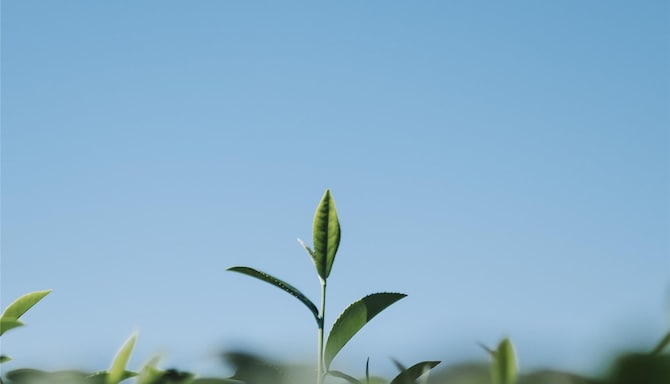 Radisson Blu Hotel, Kyiv Podil City Centre - Tea leaf field