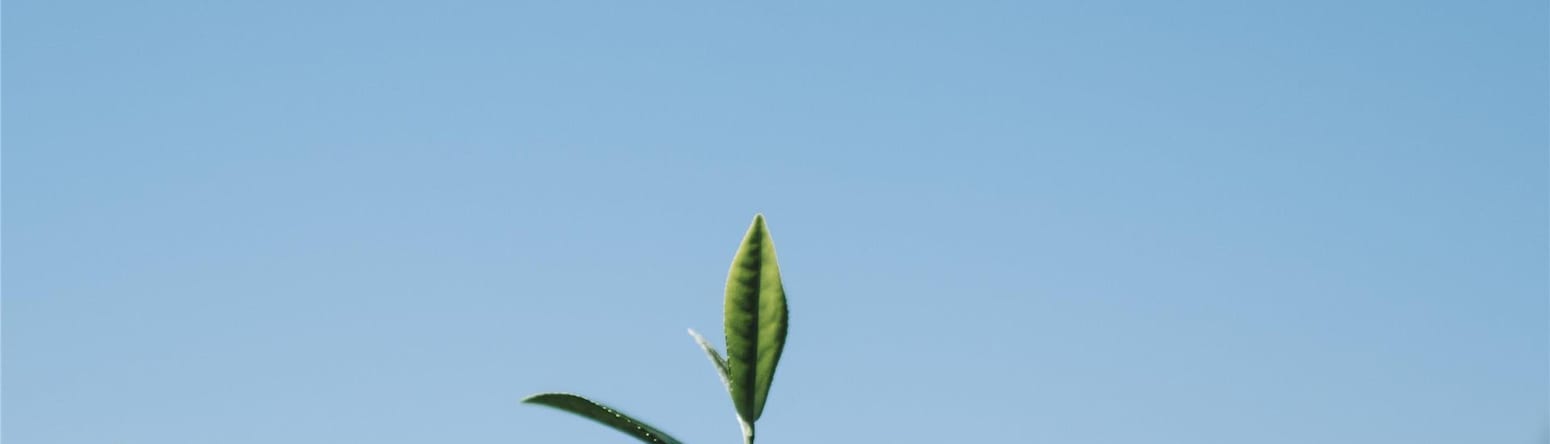 Radisson Blu Hotel, Kyiv Podil City Centre - Tea leaf field