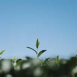 Radisson Blu Hotel, Kyiv Podil City Centre - Tea leaf field