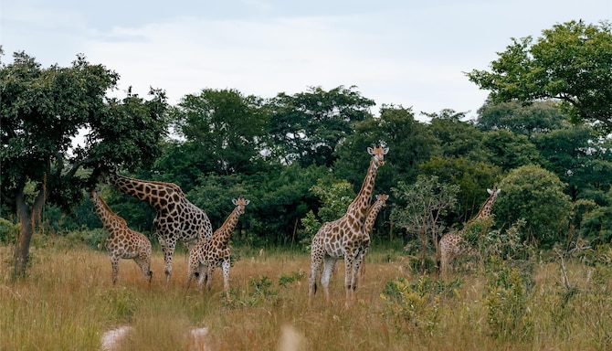 Radisson Blu Hotel, Lusaka - Lusaka National Park