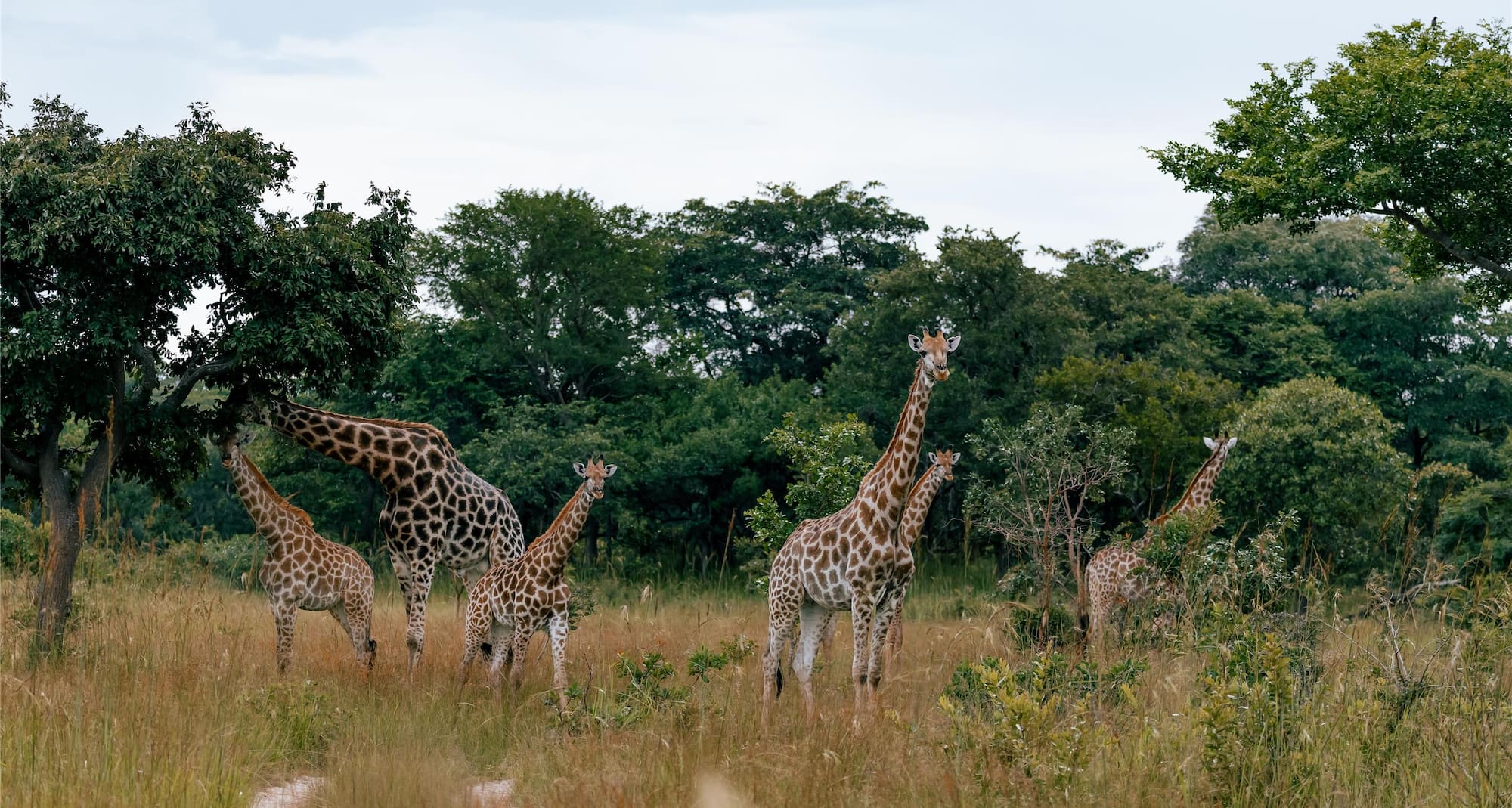 Radisson Blu Hotel, Lusaka - Lusaka National Park