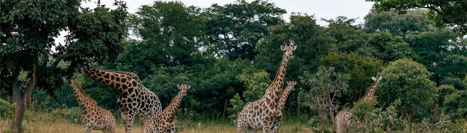 Radisson Blu Hotel, Lusaka - Lusaka National Park
