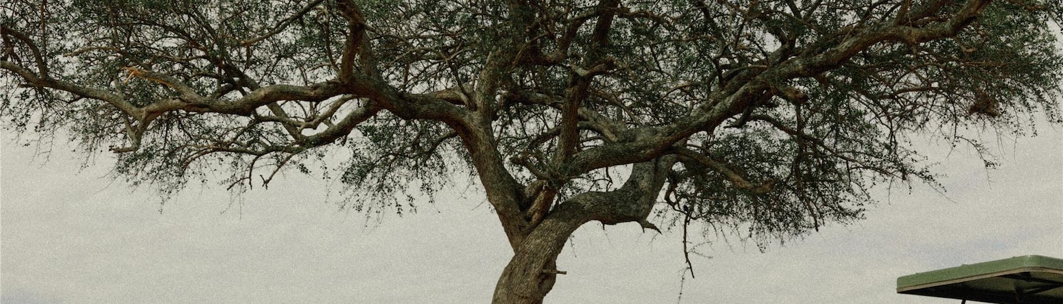 Radisson Blu Hotel, Nairobi Upper Hill - Game Drive