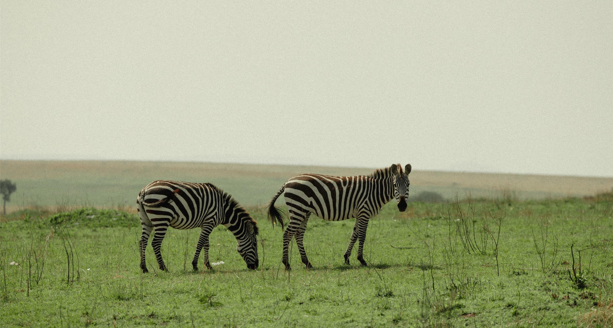 Radisson Blu Hotel, Nairobi Upper Hill - Zebra
