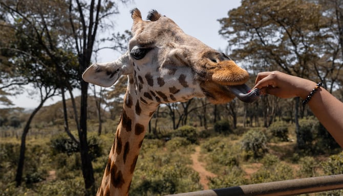 Radisson Blu Hotel, Nairobi Upper Hill - Giraffe Center
