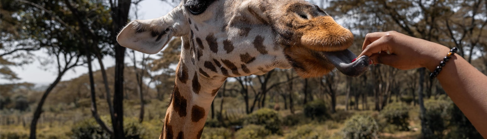 Radisson Blu Hotel, Nairobi Upper Hill - Giraffe Center