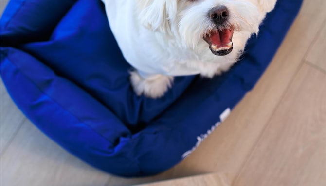 Radisson Blu Hotel, Rostov-on-Don - RAD Pets