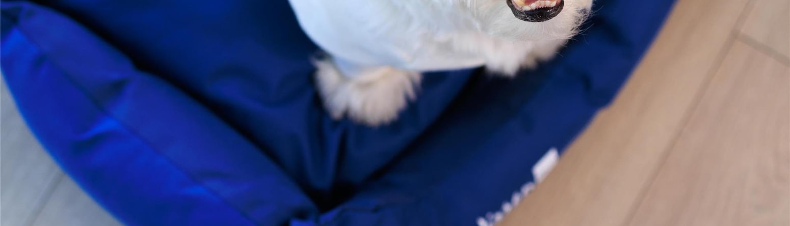 Radisson Blu Hotel, Rostov-on-Don - RAD Pets