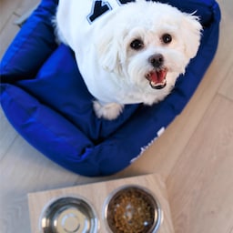 Radisson Blu Hotel, Rostov-on-Don - RAD Pets