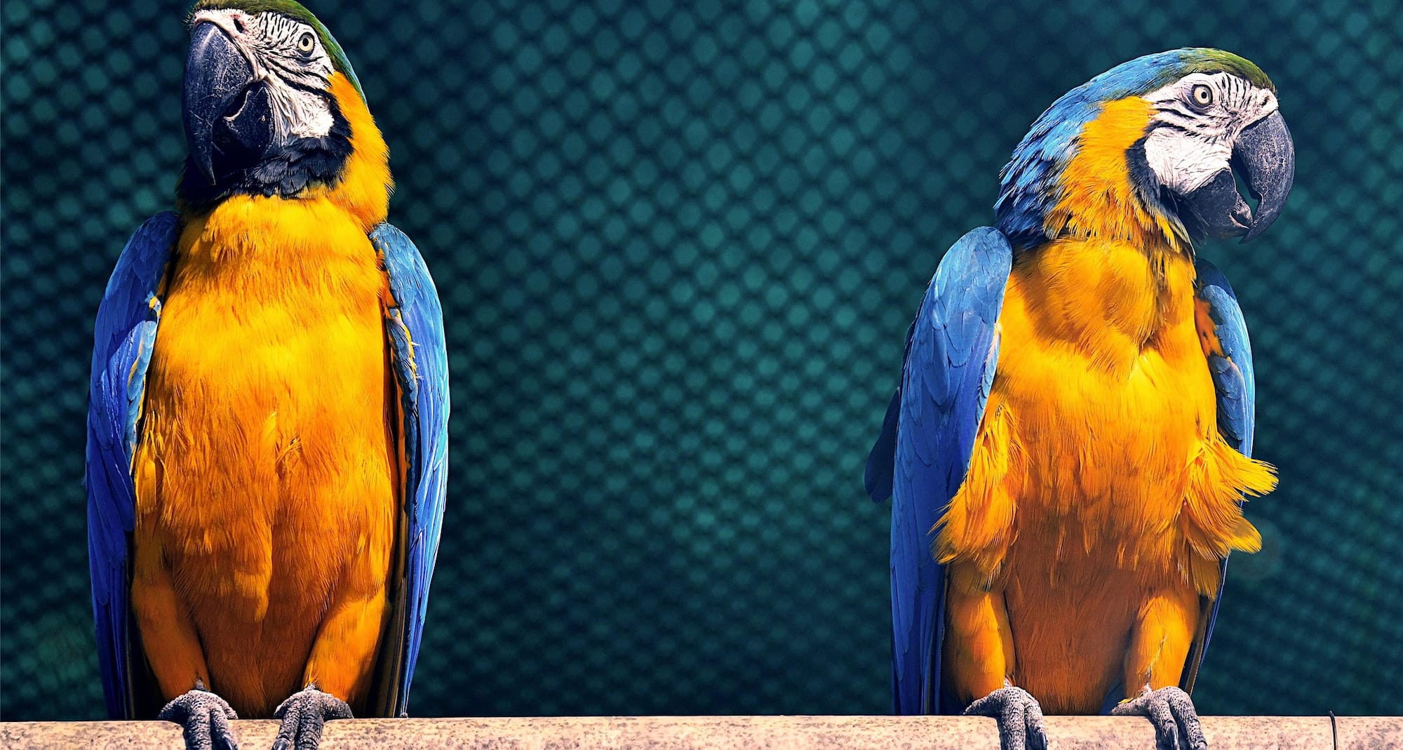 Radisson Blu Hotel Sandton, Johannesburg - Animals