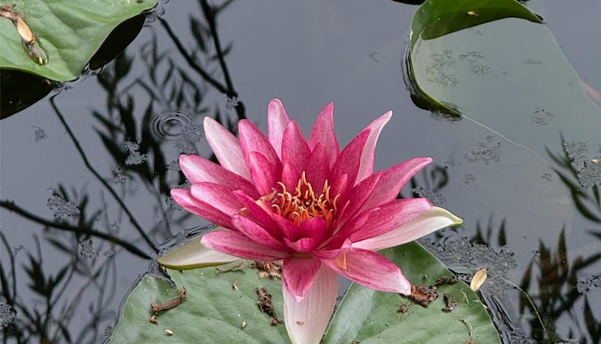 Radisson Blu Hotel Sandton, Johannesburg - Botanical Gardens