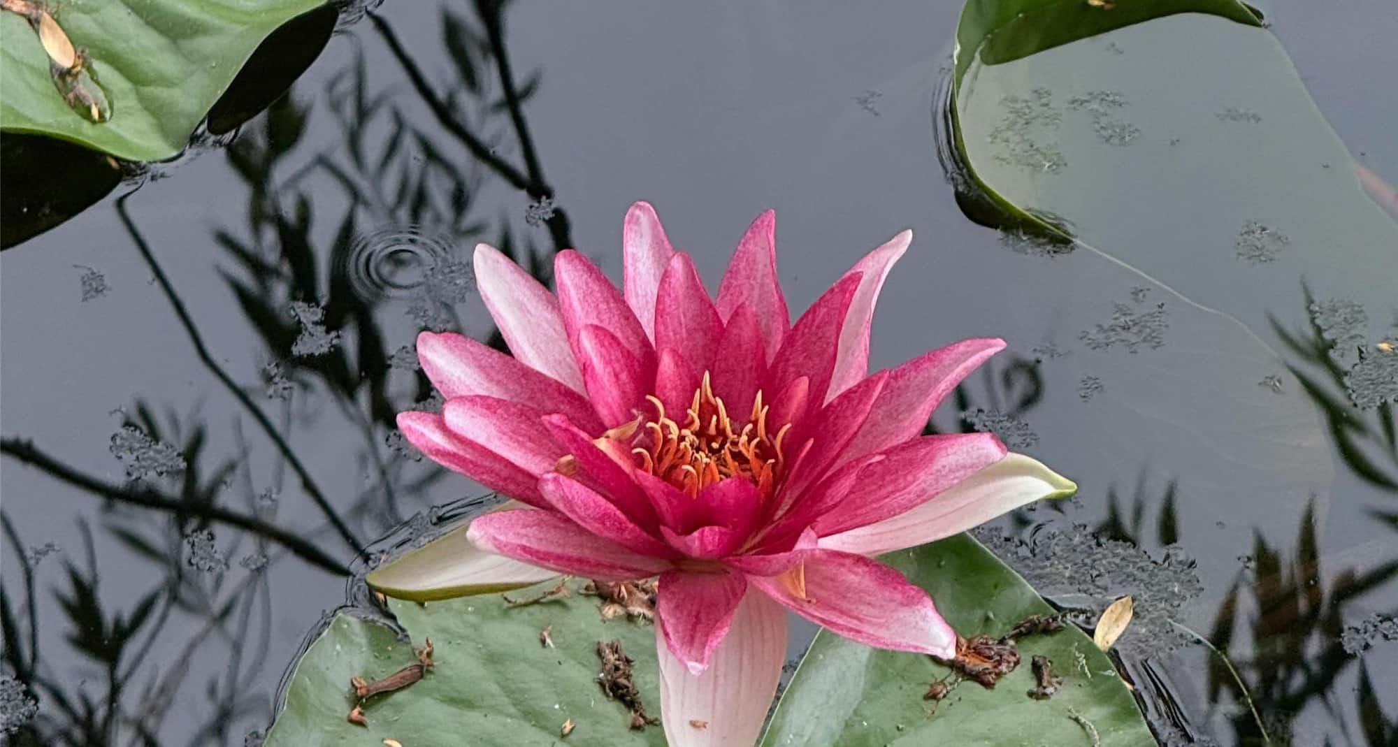 Radisson Blu Hotel Sandton, Johannesburg - Botanical Gardens