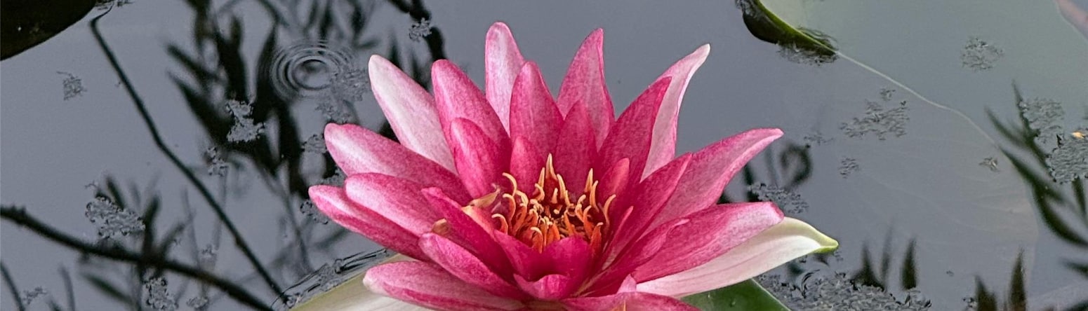 Radisson Blu Hotel Sandton, Johannesburg - Botanical Gardens
