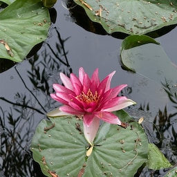 Radisson Blu Hotel Sandton, Johannesburg - Botanical Gardens