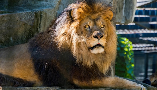 Radisson Blu Hotel Sandton, Johannesburg - Lion and safari park