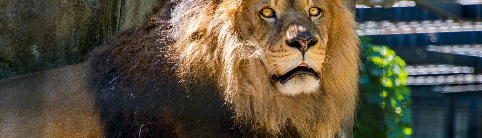 Radisson Blu Hotel Sandton, Johannesburg - Lion and safari park
