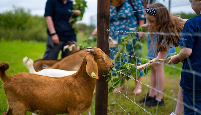 Radisson Blu Hotel and Spa, Limerick - The Paddocks Open Farm