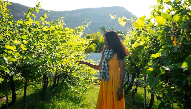 Radisson Blu Hotel and Spa, Nashik - Wineyards