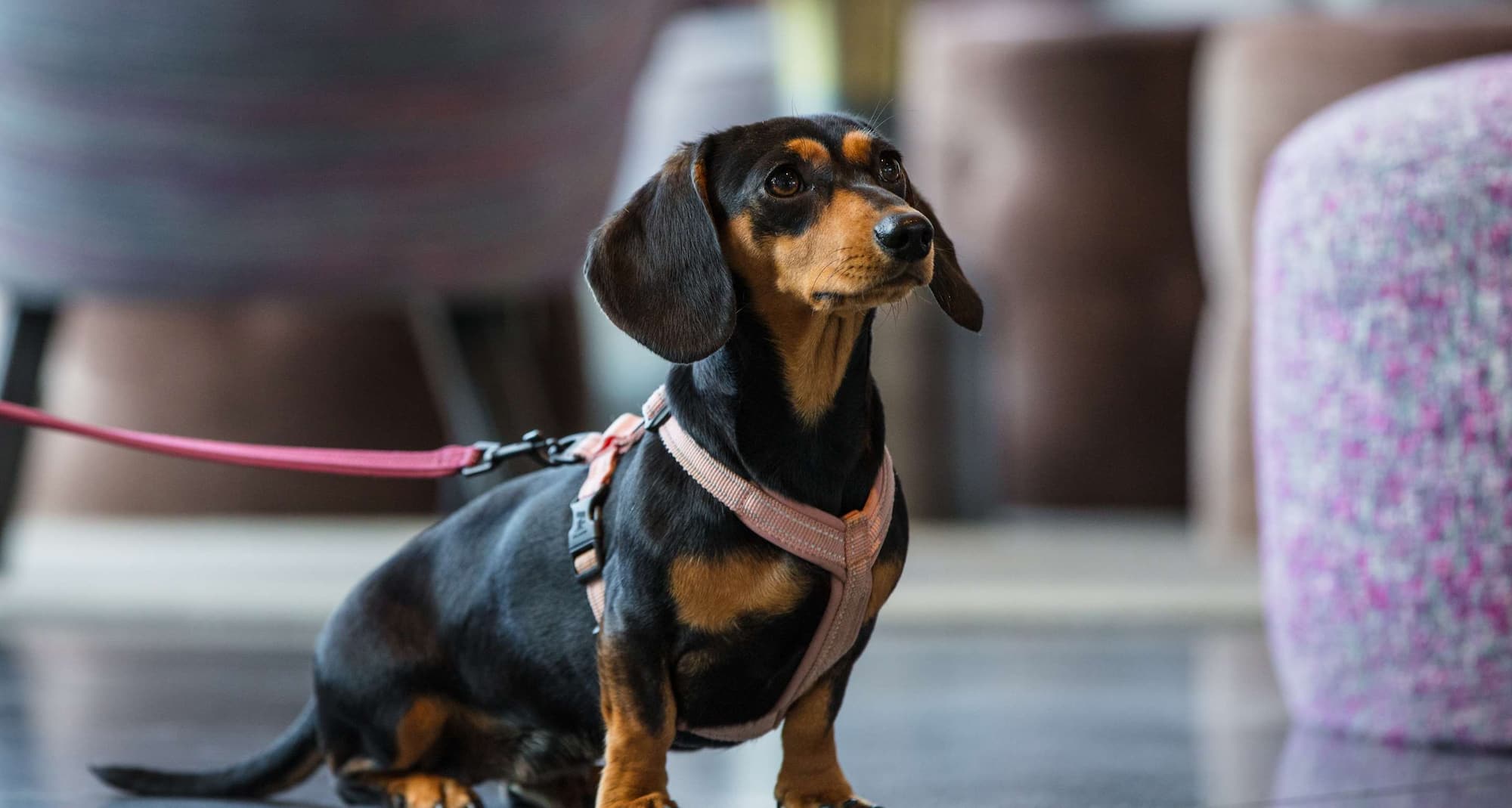 Radisson Blu Hotel, Uppsala - A Dog-Friendly Destination