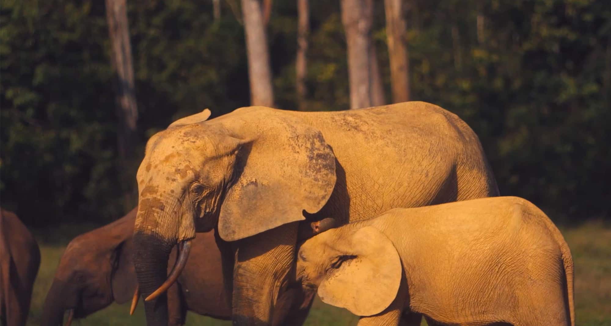 Radisson Blu M Bamou Palace Hotel, Brazzaville