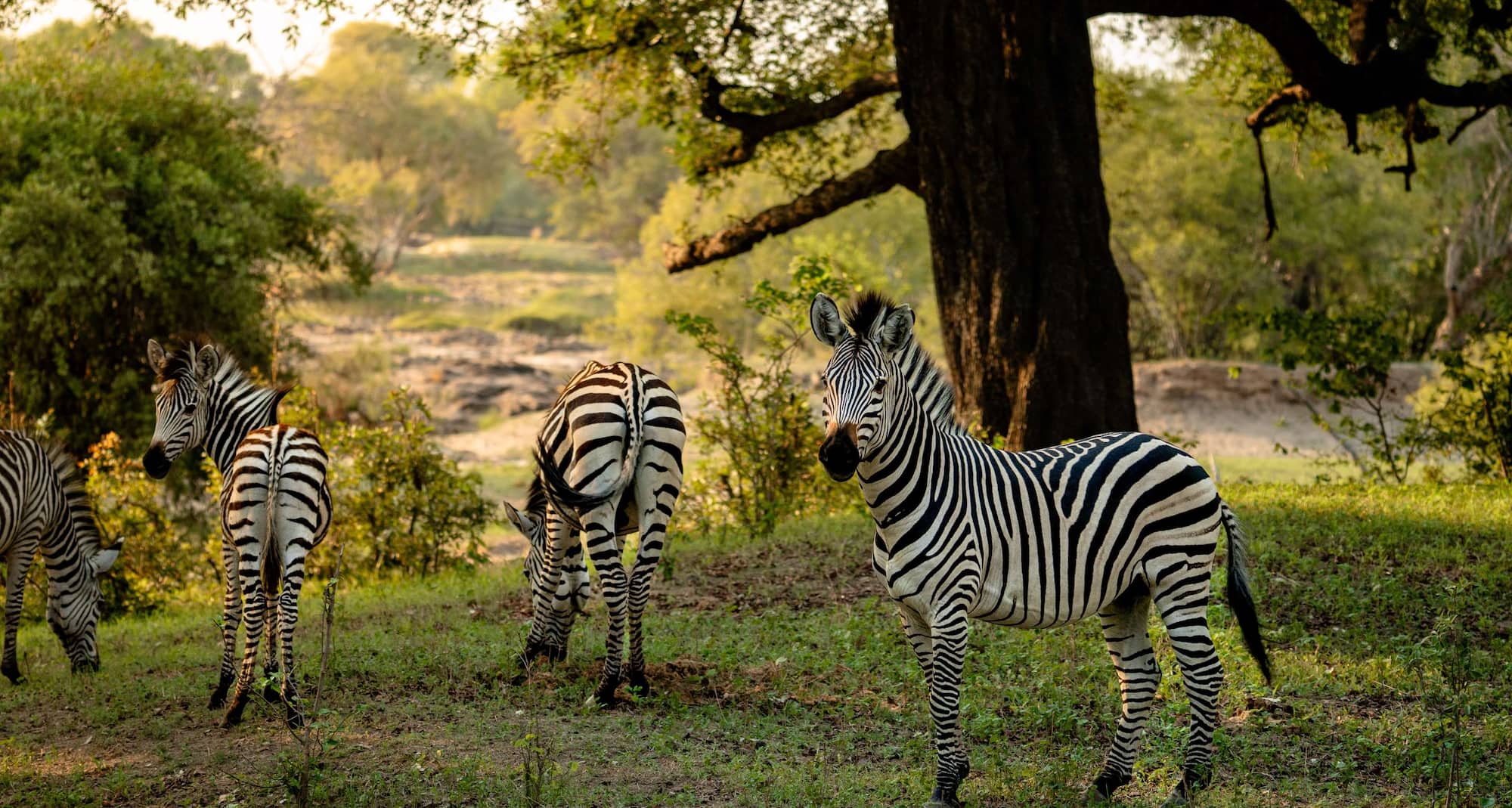 Zebra in Livingstone