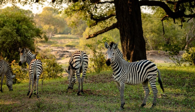 Zebra in Livingstone