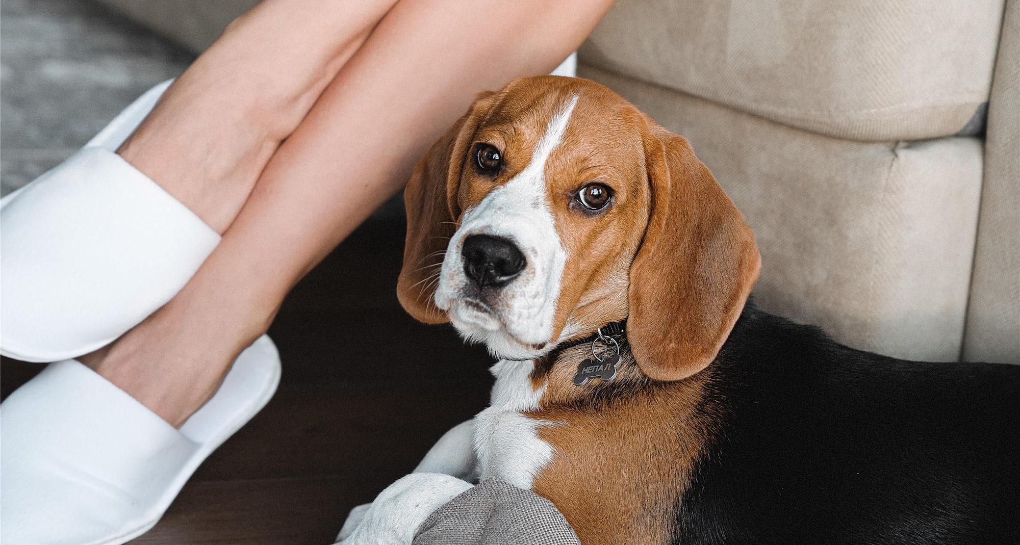 Radisson Blu Olympiyskiy Hotel, Moscow - Dog friendly hotel