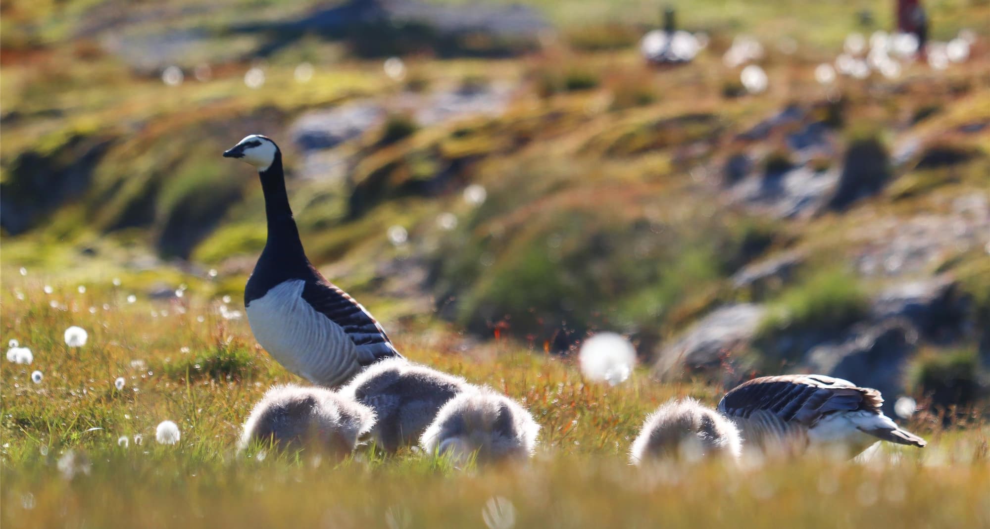 Svalbard geese