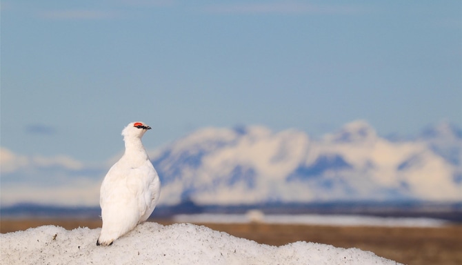 Radisson Blu Polar Hotel, Spitsbergen - Svalbard Ptarmigan