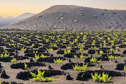 Radisson Blu Resort, Lanzarote - Lanzarote Activities - Volcanic vineyards La Geria