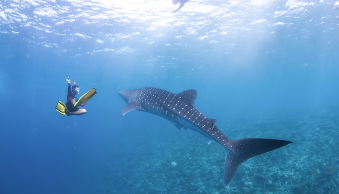 Radisson Blu Resort, Maldives - Whale shark snorkelling