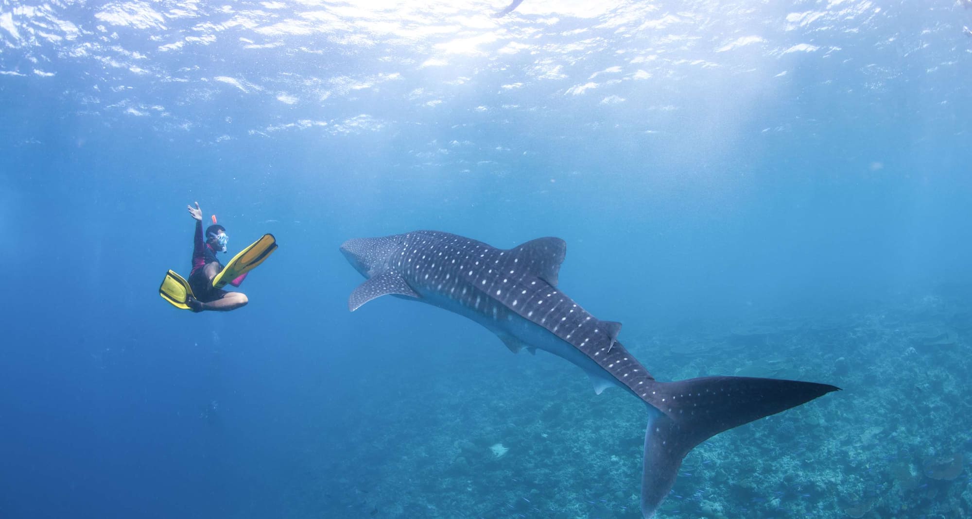 Radisson Blu Resort, Maldives - Whale shark snorkelling