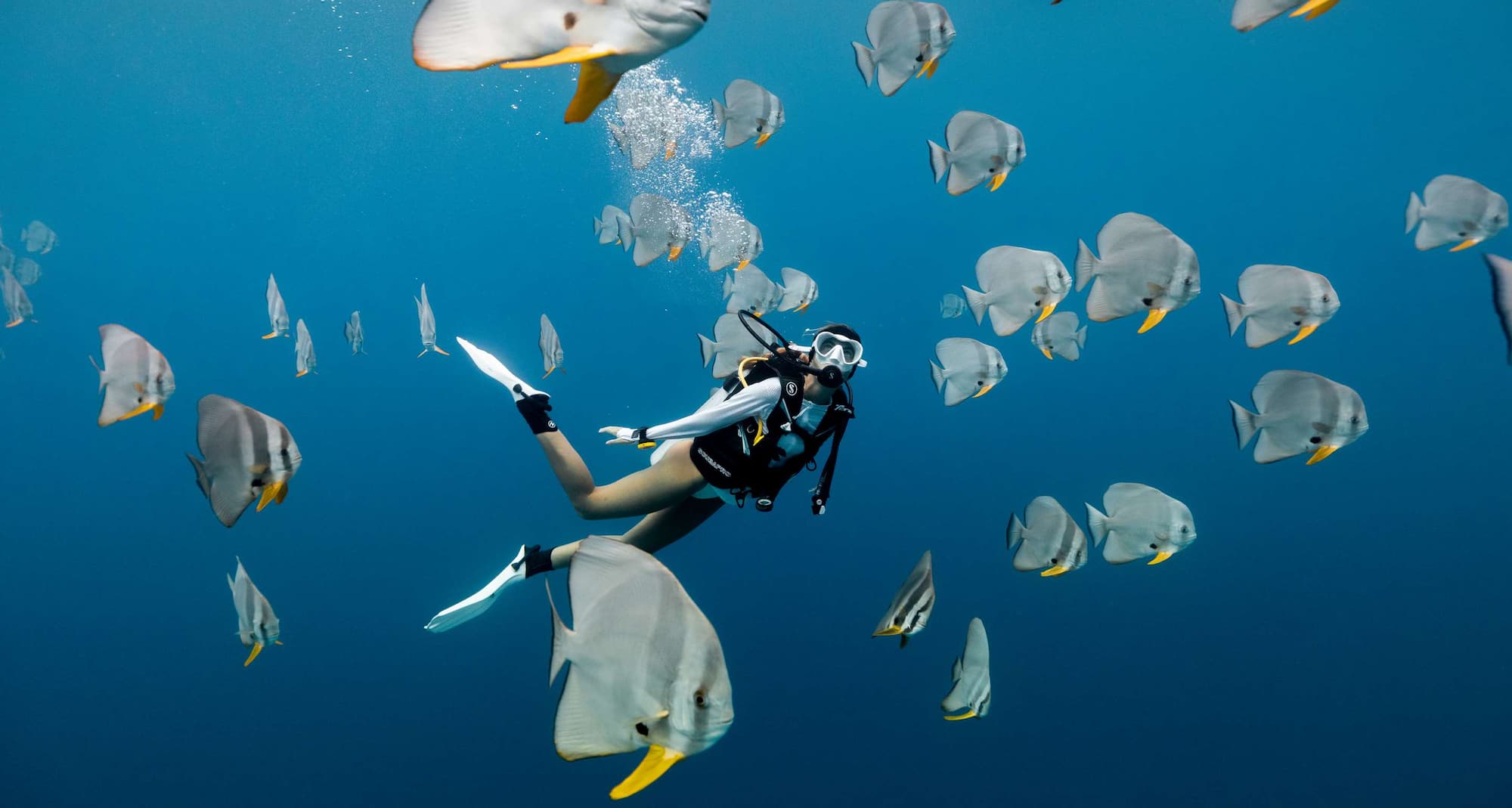 Radisson Blu Resort, Maldives - Diving with fish