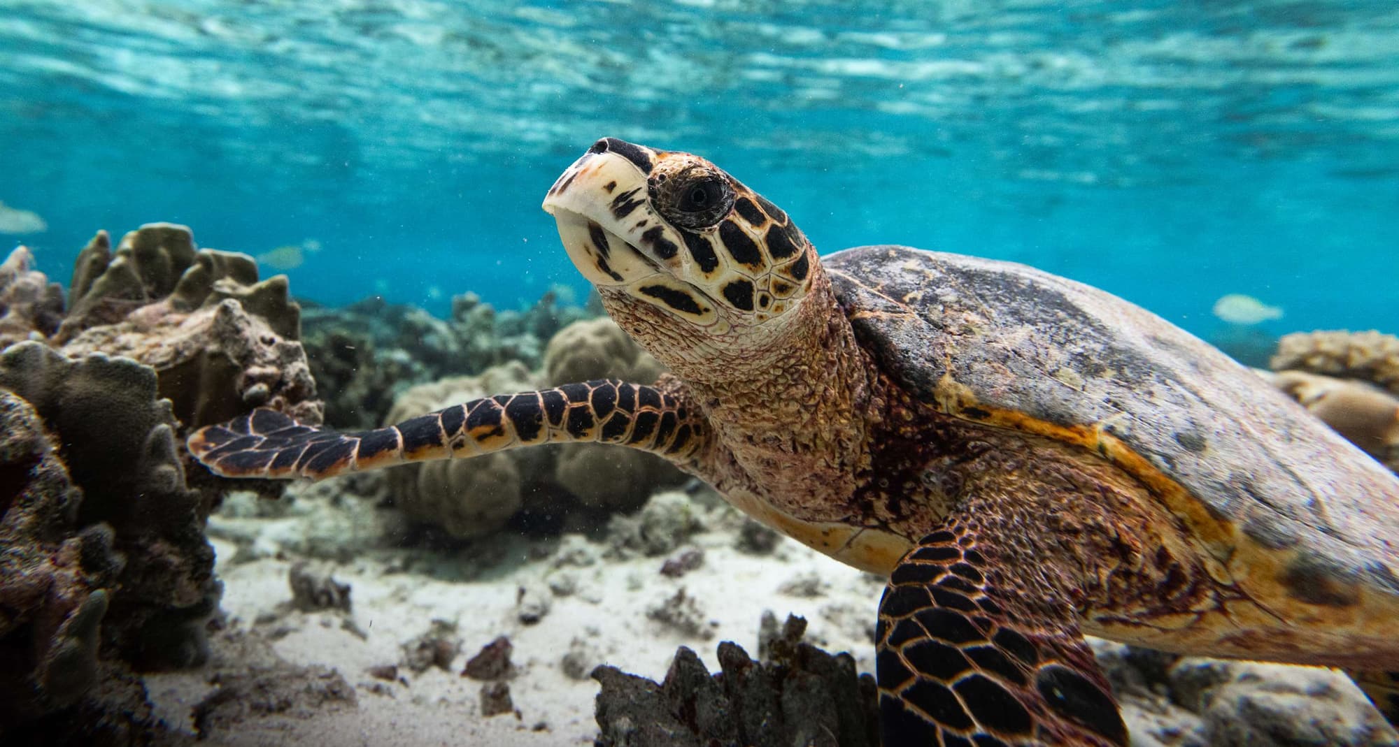Radisson Blu Resort, Maldives - Turtle in Lagoon