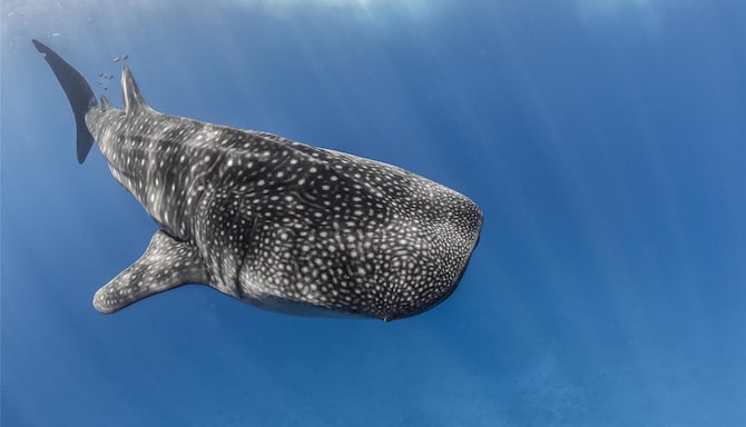 Radisson Blu Resort, Maldives - Whaleshark in ocean