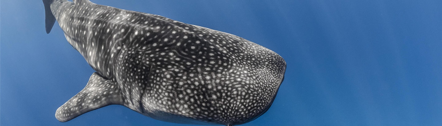 Radisson Blu Resort, Maldives - Whaleshark in ocean
