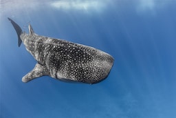 Radisson Blu Resort, Maldives - Whaleshark in ocean