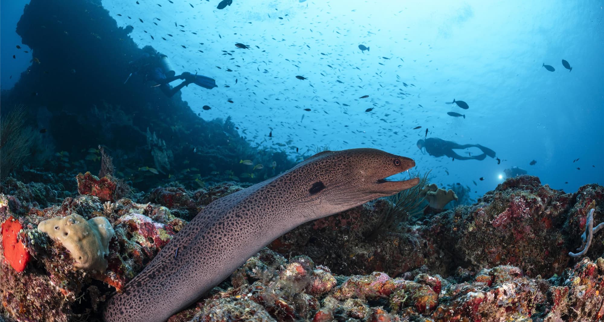 Radisson Blu Resort, Maldives - Diving in Coral Reef with Eel