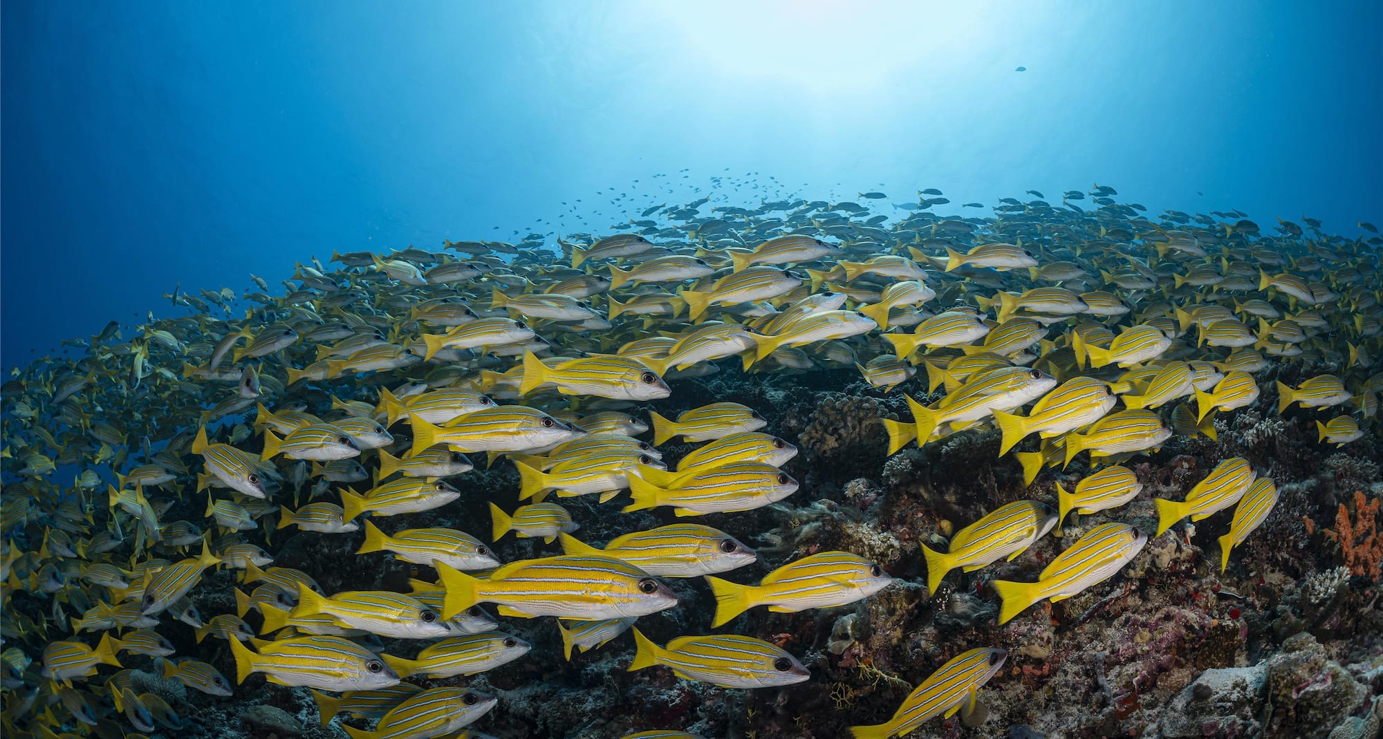 Radisson Blu Resort, Maldives - School of fish in Coral Reef